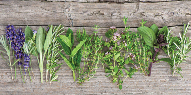 Conheca melhor as ervas aromaticas